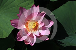 [hÃ© huÄ] lotusï¼›lotus flowerï¼›